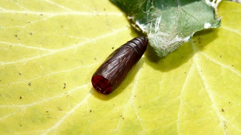 Parassitoide sfarfallato da pupa di Lepidottero - Cfr. Crytea erythraea